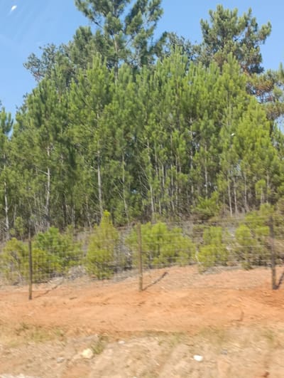 The image depicts a landscape scene with a focus on vegetation and natural elements, likely located in or near Santo André, Portugal. A dense forest of pine trees, characterized by their tall, slender trunks and abundant green foliage, dominates the background. The trees are closely spaced, creating a wall of green that stretches across the frame. Some of the trees show signs of dryness or age, with brown or reddish needles visible amongst the vibrant green.

In the middle ground, a fence constructed of wire mesh and wooden posts runs horizontally, separating the forest from the foreground. Behind the fence, there are patches of smaller, bushy green vegetation, possibly undergrowth or younger trees.

The foreground consists of a reddish-brown sandy or dirt area, suggesting a dry, possibly arid or semi-arid environment. This area is sparsely covered with dry grass and scattered debris. The overall impression is one of a natural or semi-natural landscape, possibly on the outskirts of a more developed area. The lighting suggests it is daytime, with a clear blue sky visible above the treetops, indicating fair weather conditions. There are no visible people, buildings, or vehicles in the frame.
