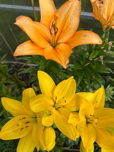 This is a close-up, high-angle photograph of two lily flowers in bloom. The upper flower is a vibrant orange, with its petals unfurled and its stamens visible in the center. Below and to the left of the orange lily are three bright yellow lilies, their petals also open, revealing their stamens. The background consists of dark green foliage and a glimpse of a grey, corrugated structure, possibly a greenhouse or fence, suggesting an outdoor setting. The image was taken in Žemieji Rusokai, Lithuania.