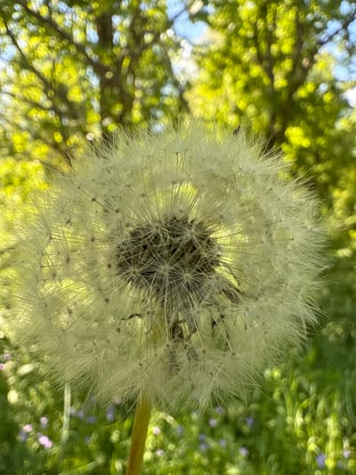 The image shows a close-up of a dandelion seed head against a blurred background of greenery and sky. The seed head is spherical and composed of numerous individual seeds, each with a white, feathery pappus. The central disc of the dandelion is dark. The background appears to be vegetation, potentially trees and grass, with bokeh effects indicating sunlight filtering through the leaves. The location is specified as Balkantsi, Bulgaria, though the image itself doesn't contain any specific geographical indicators beyond the natural setting.