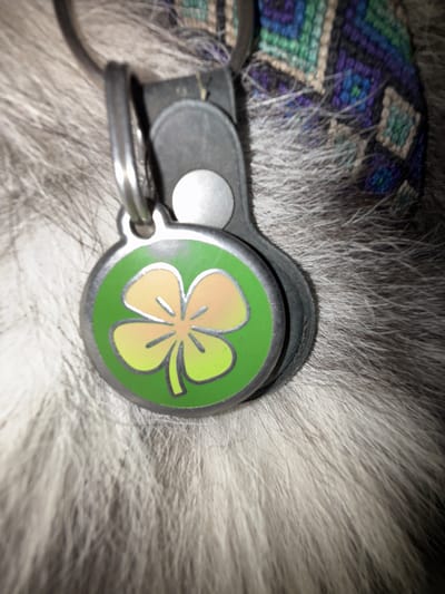 A close-up, low-angle shot shows a dog's collar tag with a four-leaf clover design. The tag is circular and green with an orange and yellow clover. It hangs from a metal loop attached to a black collar. The dog's fur, which appears to be gray and white, fills the background. The image is set in Lège-Cap-Ferret, France.