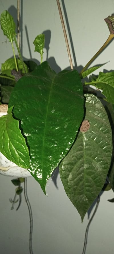 The image depicts a close-up of a plant with several prominent, vibrant green leaves. One leaf is glossy with minor edge damage. Another leaf has a cluster of small, brown, round objects attached to its surface. Thin, bare stems rise from the plant, reaching upward. A hanging vine with aerial roots is also visible. The plant is set against a pale grey background.