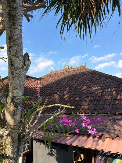 The image depicts an outdoor scene in Selemadeg Barat, Indonesia, characterized by a tiled roof of a building and lush vegetation. In the foreground, a thick, gnarled tree trunk is visible on the left, partially obscured by its textured bark and moss. Orchids with vibrant pink blossoms are entwined around the tree and branches, adding a splash of color to the scene.

Above and behind the tree, a portion of a building's roof is prominent. The roof is covered with traditional terracotta tiles, arranged in rows, and exhibits a rustic, weathered appearance. Decorative elements, possibly architectural ornaments, are visible along the ridge of the roof. The roof's surface is partly shaded, suggesting the presence of sunlight casting shadows.

The background consists of a bright blue sky with scattered white clouds, indicating fair weather. The top of the frame is partially filled with the fronds of a palm tree, their long, slender leaves reaching down, framing the sky and the rooftop. In the lower part of the image, a glimpse of a structure beneath the roof is visible, with what appear to be dark shutters or doors. Some items of clothing are hanging on hangers from a rack, further suggesting the scene is outside a residence or a small shop. No people are present in the image.