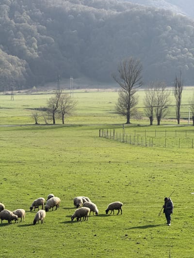 The image shows a hillside scene in Margahovit, Armenia. The left side of the image is dominated by a dense, tree-covered hillside with a hazy, grey appearance. Adjacent to the hillside is a grassy field with a line of trees, utility poles, and a fence running along its edge. On the right side of the image, a flock of sheep are grazing in the field. In the upper right corner, a shepherd stands with a staff, casting a shadow on the grass.