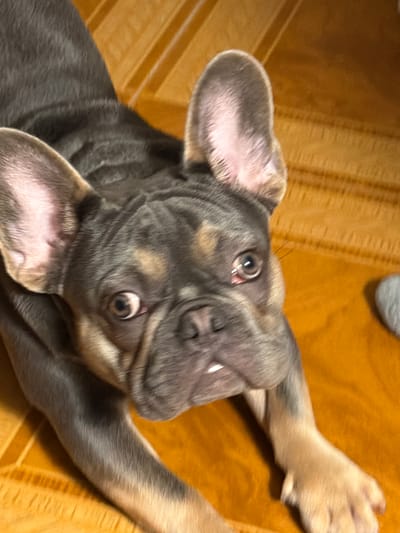 A French Bulldog, with a blue and tan coat, is lying on an orange surface. The dog is looking directly at the camera with its eyes wide open and its mouth slightly ajar, revealing a tiny portion of its teeth. Its ears are large and upright, with pink insides. The dog's paws are extended forward. The background is an orange surface with a wood grain pattern. A blurry grey object is visible in the upper right corner of the image. The scene is indoors, likely in a residential setting within Sunny Isles Beach, Florida, United States of America.