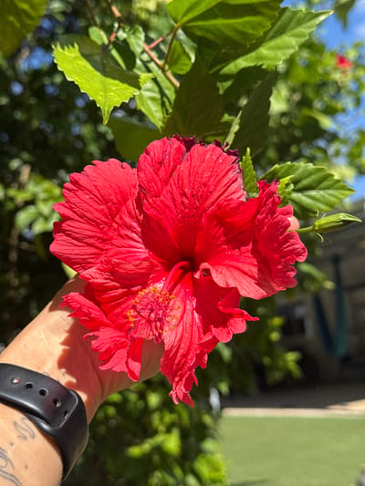A close-up, shallow depth of field shot shows a bright red hibiscus flower being held in a person's hand. The flower is in focus, with its delicate petals and stamen clearly visible. The hand, wearing a black smart watch on the wrist, is positioned in the lower left quadrant of the frame. The background is blurred, with lush green foliage and a bright blue sky suggesting an outdoor setting. The scene appears to be in a residential area, possibly a backyard, given the hint of a building and a grassy area in the distance. There is no identifiable location for Christmas Island, Australia.