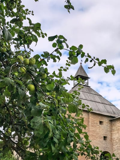 An apple tree with unripe green apples and lush foliage is in the foreground, obscuring a portion of an ancient brick structure in Staraya Ladoga, Russia. The building features a weathered wooden, pyramidal roof topped by a small, peaked turret. The brickwork is visible, showing a rough texture and several small, square window openings. The sky above is partly cloudy, with hints of blue peeking through.