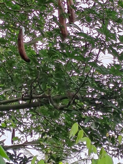 The image shows a close-up view of a tree canopy with several seed pods hanging from branches. The seed pods are brown and elongated. The leaves of the tree are green and varied in shape, some appearing lobed. Sunlight filters through the leaves, creating highlights and shadows. The overall scene suggests an outdoor environment, likely in a natural setting within the city of Geulanggang Baro, Indonesia. There are no people or animals visible in the image.