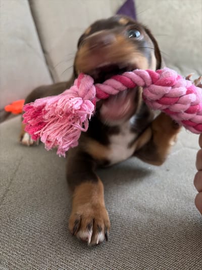 An indoor close-up photograph captures a small, tricolor canine, likely a puppy, actively engaged in a tug-of-war. The puppy, primarily brown and tan with white markings on its chest, is blurred due to motion, indicating vigorous activity. Its mouth is open and clamped onto a pink and dark pink braided rope toy, which features a frayed tassel end. The puppy's eyes are visible, looking upwards and to the right. Its front right paw is in focus, displaying visible claws, resting on a textured light grey upholstered surface, consistent with a sofa or armchair. A human hand is partially visible on the far right, holding the opposite end of the rope. An out-of-focus orange object is present in the background to the left of the puppy. The specific location in the city of Stary Chultem, Russia, cannot be determined from the visual information provided in the image.