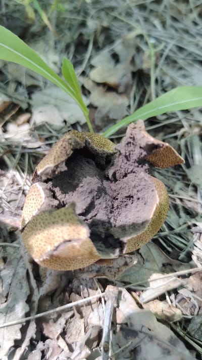 An overhead medium shot captures a broken puffball mushroom on a forest floor. The mushroom, roughly spherical and light brown with a reticulated surface, has been cracked open, revealing a dark brown, powdery interior. It rests among dry leaves, pine needles, and twigs. Two green plant shoots emerge from behind and to the left of the mushroom, reaching upwards. The background is a blur of dried organic matter and faint light. The image is focused on the mushroom.