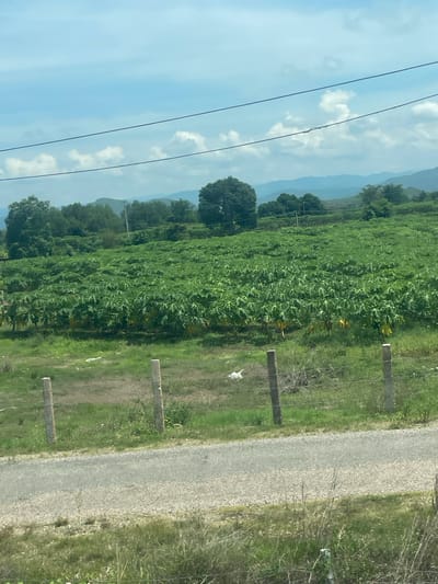 An outdoor, slightly overcast, daytime shot captures a vast field of green foliage, likely papaya trees, stretching towards a line of trees in the background. The field is bordered by a dirt path in the foreground, with barbed wire fencing and concrete posts delineating the property. In the middle ground, a white object, possibly a plastic bag, is visible amongst the plants. A distant mountain range forms the backdrop under a blue sky dotted with white clouds. The image appears to be taken from a moving vehicle, evidenced by the blurred foreground and the angle of the shot. There are no people visible in the scene. The location is the city of Hong Son, Vietnam.