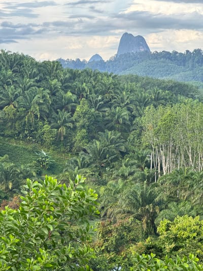 The image shows a lush, green landscape in the city of Ban Tak Daet, Thailand. In the foreground, vibrant green foliage dominates the lower portion of the frame, with a close-up view of leaves and branches. Behind this, the middle ground is densely packed with palm trees, creating a thick, verdant canopy that covers a sloping hillside. Interspersed among the palm trees are clusters of tall, slender trees with light-colored bark, some of which have small electrical wires or structures attached to them. The background reveals rolling hills covered in more dense forestation, leading to distant, hazy mountains. The sky above is overcast with grey clouds. The overall scene depicts a natural, tropical environment, possibly an agricultural area with cultivated palm trees. There are no people or animals visible in the image.