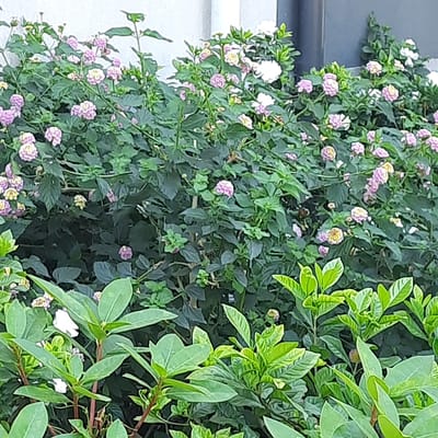The image shows a dense, vibrant green bush with clusters of small, multi-colored flowers. The flowers are predominantly light pink and yellow, with some white blooms also visible. The bush is lush and full, with many leaves and stems. In the foreground, there are broader, lighter green leaves, suggesting a different plant species. The background is slightly out of focus, showing a light-colored wall and a dark vertical element, possibly a pillar or a building facade. The scene appears to be an outdoor setting, likely a garden or park, within the city of Vila Verde, Portugal. There are no people or animals visible in the image. The lighting suggests it is daytime, possibly overcast or with diffused sunlight.