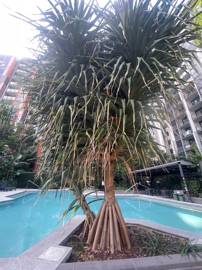 The image shows a swimming pool next to a building with a palm tree in the foreground. The swimming pool is turquoise and has a grey tiled edge. The building is tall and modern with balconies. There are some lounge chairs and tables visible by the pool. The image appears to be taken from a low angle looking up at the tree and building. The location is in the city of Brisbane, Australia.