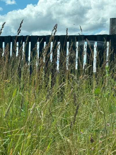 The image depicts a close-up view of tall, dry grass and green foliage in the foreground, obscuring a dark wooden slatted fence in the middle ground. Above the fence, a sky with scattered white and grey clouds is visible. The fence appears to be a boundary, possibly of a property. The overall impression is that of an overgrown, natural area, perhaps in a rural or suburban setting. The mention of Vorob'evo, Russia suggests a specific geographic context, but this cannot be visually confirmed from the image itself. There are no people or actions depicted. The focus is on the vegetation and the fence.
