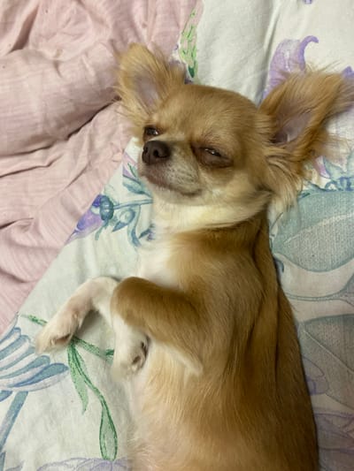 A long-haired, fawn-colored Chihuahua is lying on its back on a bed. The dog's eyes are partially closed, and its head is tilted back. One of its front paws is resting on its chest, and the other is extended to the side. The bed is covered with a pink sheet and a floral-patterned duvet. The image appears to have been taken indoors, likely in a bedroom in the city of Andzhiyevsky, Russia.