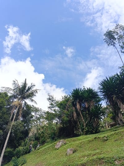 Lush green trees cover a hillside under a vibrant blue sky dotted with fluffy white clouds. A tall palm tree stands to the left, contrasting with the denser foliage and spiky plants on the right. The hillside slopes upwards, covered in green grass and scattered rocks. The perspective looks upward towards the sky and trees.