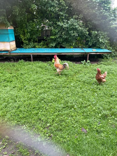 A rooster and a hen are standing in a grassy yard with lush green grass. In the background, there is a beehive with blue and yellow accents, and a long, weathered wooden bench with a blue, corrugated metal roof. Trees and foliage surround the area.