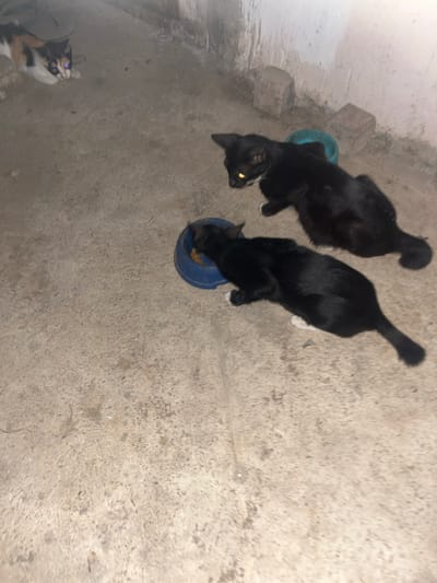 In an outdoor, possibly alleyway setting with a concrete floor, three cats are visible. The first cat, a calico with white, black, and orange patches, is positioned in the upper left of the frame, looking towards the camera with its blue eyes illuminated. To the right of the calico cat, a black cat with yellow eyes is crouched near a teal-colored bowl. A second black cat is in the lower right quadrant of the image, also eating from a blue bowl filled with kibble. The environment appears to be a utilitarian space, with concrete walls showing signs of wear and discoloration, and some loose bricks scattered around. The lighting suggests it may be nighttime or a dimly lit area.
