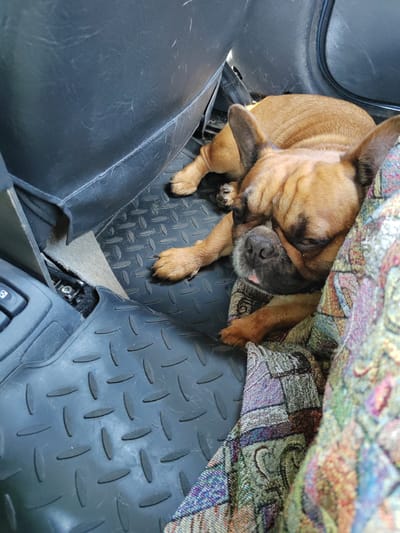 A tan French bulldog sleeps on a colorful blanket inside a vehicle. The dog is lying on its side with its head resting on the blanket. Its eyes are closed and its tongue is slightly sticking out. The dog's paws are visible, and one paw is resting on the blanket. The interior of the vehicle is visible in the background, including the seats and floor mats. The floor mats are black and have a diamond pattern. The seats are black and appear to be made of leather. There is a button visible on the left side of the image, which appears to be part of the vehicle's controls. The overall scene suggests a pet traveling with its owner. The location is the city of Starovo, Russia.