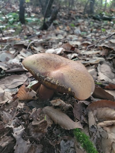 A close-up, eye-level shot shows a single mushroom growing in a forest floor covered with fallen leaves. The mushroom has a large, light brown cap with darker speckles, and a thick, reddish-brown stem. It is situated among dry, brown and tan leaves, with some green moss visible in the lower right corner. The background is blurred, suggesting a wooded area with trees and dappled sunlight. The scene is a natural outdoor environment, possibly in a park or forest. There are no people or animals visible in the image. The mushrooms and leaves are the primary subjects.