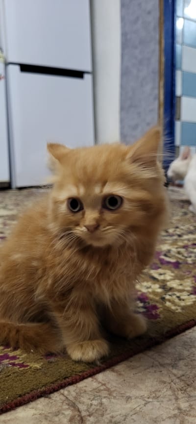 In the city of Veshenskaya, Russia, a ginger Persian kitten is seated on a patterned rug. The kitten, which appears to be young, has large, round eyes and fluffy fur. Its paws are visible resting on the rug. In the background, a white appliance, possibly a refrigerator, is partially visible on the left. Further to the right, a wall with blue and white tiled accents can be seen, along with a faint blurry shape of another white animal, possibly another cat, in the distance. The rug has a floral pattern with purple and green hues. The lighting in the image is moderate, casting soft shadows.