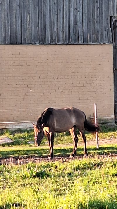 A horse stands in a grassy area next to a building with wooden and brick walls. The horse is dark brown with lighter brown markings on its legs and face. It is wearing a bridle. The building appears to be a barn or shed. The wooden part of the building is on the left and is made of horizontal planks. The brick part of the building is in the center and is a light brown color. The grass is green and appears to be well-lit, suggesting it is daytime. The sun is casting long shadows, indicating it might be late afternoon or early morning. The overall scene is rural, possibly a farm or a stable. The image is oriented vertically, with the horse facing towards the right. The background consists of a dense, green field. There is a thin, horizontal wooden pole in front of the horse. No text is visible in the image.