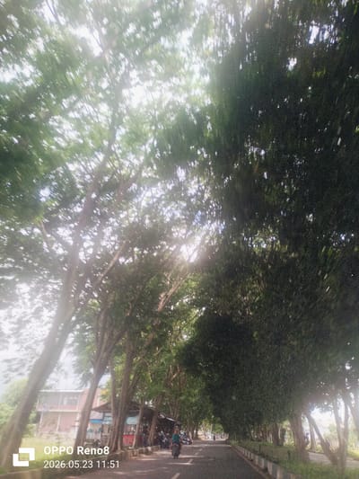 The image shows a street in Siron, Indonesia, lined with tall trees forming a dense canopy overhead. The road is asphalt and appears to be in fair condition. Several motorcycles are visible on the road and parked alongside the street. Buildings are present on the left side of the frame. The light is bright, with sunlight filtering through the trees, creating dappled shadows on the road. The image appears to be taken during the daytime.