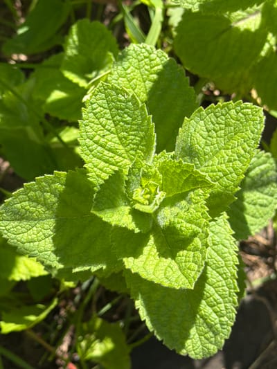 This is a close-up, high-angle, outdoor shot of a vibrant green mint plant in Ягул, Russia. The leaves are textured with prominent veins and serrated edges. Sunlight casts shadows on the leaves, highlighting their form. The background consists of dark soil and other out-of-focus green foliage. No people or animals are visible.