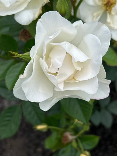 A close-up, vertical, eye-level shot showcases a delicate white rose in full bloom, its petals unfurling in soft layers. The rose is the primary subject, positioned in the center of the frame, with its intricate texture and subtle variations in white and cream tones clearly visible. To the left and behind, the blurred green foliage of the rose bush provides a natural backdrop, with hints of other white roses and buds in the upper portion of the image. The lighting is soft, illuminating the rose's delicate structure and casting subtle shadows within its petals. The background is a soft blur of dark soil and green leaves, suggesting an outdoor garden setting. There are no people or visible actions in the image. The image appears to have been taken in Mount Royal, Canada, in a garden.