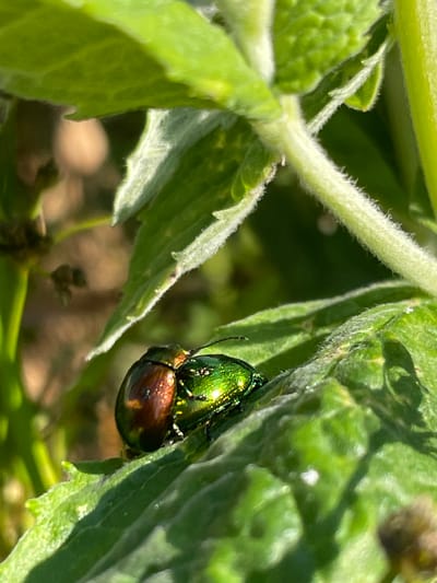 Two beetles, one with a metallic green exoskeleton and the other with a coppery-brown exoskeleton, are positioned on a green leaf. The green beetle is on top of the brown beetle, with its legs entangled with the brown beetle's body. The beetles appear to be mating. The leaf is part of a plant with fuzzy stems and leaves, indicative of a garden or natural outdoor setting. The background is blurred, showing hints of earth and foliage, suggesting a sunny day outdoors. The specific location in the city of Uva, Russia, is not discernible from the image.