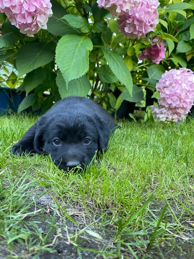 A black Labrador puppy is lying on bright green grass next to a large pink hydrangea bush. The puppy's head is facing forward, with its dark eyes looking directly at the camera. Its ears are flopped down, and its mouth is slightly open. The grass is lush and appears to have been recently watered, with some bare patches of dirt visible near the left edge of the image. The hydrangea bush has large, vibrant green leaves and clusters of pink flowers, some of which are fully bloomed while others are still developing. The lighting suggests it is daytime, with bright sunlight casting shadows on the scene. The overall mood is peaceful and idyllic, capturing a moment of a young dog enjoying the outdoors. The image was taken in Liuboml, Ukraine. There is no visible text in the image.