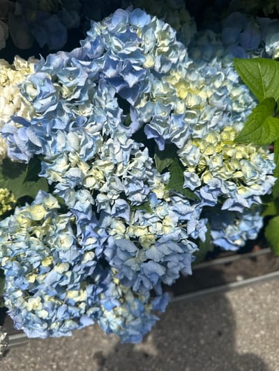 This is a close-up, slightly angled, overhead shot of a cluster of hydrangeas. The flowers are predominantly blue, with some lighter blue and pale yellow accents. The petals are delicate and layered, creating a full, rounded appearance for each bloom. A few green hydrangea leaves are visible, particularly in the upper right quadrant, providing a contrast to the flowers. The background is dark and out of focus, hinting at more foliage or a shaded area. The bottom portion of the image shows a textured gray surface, possibly concrete or gravel, and a thin metallic band, suggesting the flowers are in a planter or arrangement outdoors. The scene is devoid of any people or overt actions. The overall impression is one of natural beauty, with a focus on the intricate details of the flowers. The location in Bad Endorf, Germany, implies this could be a garden, park, or a decorative planting in a public or private space within the town.