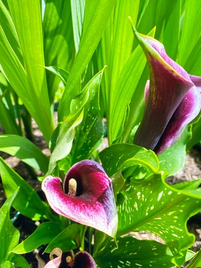 The image depicts a close-up view of several dark purple calla lilies, likely in a garden setting. The flowers are in various stages of bloom, with some unfurling and others more tightly closed. Their dark, velvety petals are a striking contrast to the vibrant green, glossy leaves that surround them. Many of the leaves are speckled with white markings, adding texture and visual interest. The lighting suggests it is daytime, with sunlight casting shadows and highlighting the contours of the plants. The background is blurred, indicating a shallow depth of field that keeps the focus squarely on the lilies. The scene is outdoors, with hints of soil and possibly other foliage visible beneath the prominent plants. The specific location in Purkersdorf, Austria, cannot be determined from the image alone, as it shows only the natural elements of the flora.