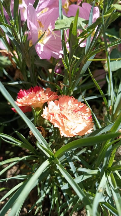 A close-up shot captures two peachy-pink carnations nestled among slender, green foliage. The carnations, with their ruffled petals edged in a darker pink or red, are the central focus. Behind them, partially obscured, are larger, light pink flowers with delicate yellow stamens. The scene is bathed in natural light, casting subtle shadows and highlighting the textures of the petals and leaves. The background is a blur of earth tones, suggesting a garden setting. The image was taken in Stefan Karadzhovo, Bulgaria.