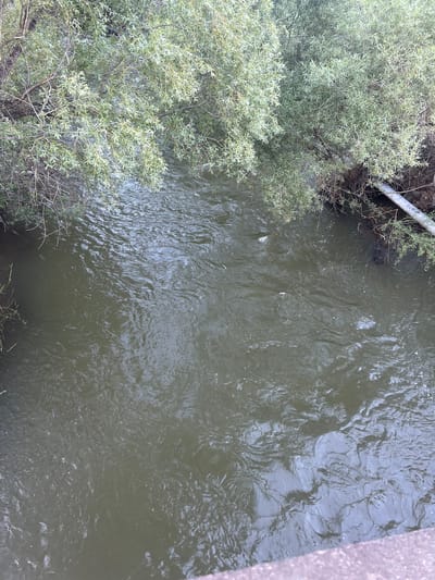 The image shows an overhead view of a river in Vayk, Armenia. The river is flowing and appears to be murky green in color. There are trees and vegetation growing along the left bank of the river, with some branches extending over the water. A metal pipe or culvert is visible on the bank, partially submerged in the water. The right side of the image shows a concrete embankment. There are at least two small fish visible swimming in the river. The overall scene suggests a natural, possibly rural or semi-urban setting, given the presence of the pipe and concrete. The lighting indicates it's daytime, but the weather is not discernible. No people or text are visible.