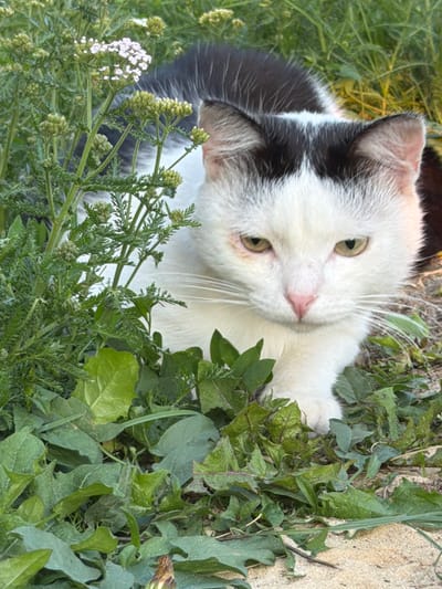 The image shows a close-up, vertically oriented view of a black and white cat lying down amidst green foliage and some light-colored ground. The cat is positioned with its head tilted towards the viewer, its face partially obscured by leaves. It has white fur with black markings on its ears and back. Its eyes are a light green color, and its nose is pink. The cat appears calm and is looking directly at the camera.
The surrounding vegetation is dense and varied, with broad green leaves and some smaller, feathery plants with tiny white flowers. The ground appears to be a mix of soil and sand. The lighting suggests it is daytime, possibly late afternoon, given the soft illumination and shadows.
The scene evokes a sense of natural tranquility, with the cat blending into its environment. The focus is primarily on the cat's face and the texture of its fur and the surrounding plant life. No people, text, or specific events are depicted. The location context provided is Петряксы, Russia.