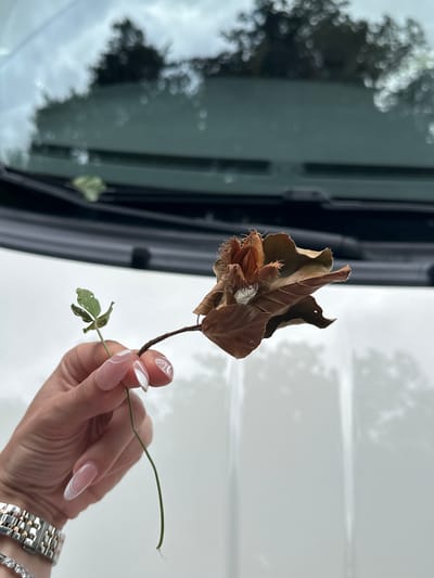 A person's hand, adorned with a French manicure, holds a dried leaf and a single green clover stem. The leaf is brown and curled, with a visible seed pod attached. The clover stem is thin and green, with a small, three-leaf clover at its end. The hand also wears a silver and gold watch and a bracelet with small, clear stones. In the background, a white car is visible, with its windshield reflecting the sky and trees. The overall scene suggests an outdoor setting, possibly a park or roadside, in Consdorf, Luxembourg, given the context of the request. The lighting is overcast, indicating a cloudy day.