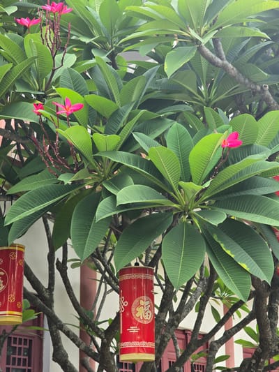 In Qiongshan District, China, a Frangipani tree with vibrant pink flowers and lush green leaves is in bloom. The tree is adorned with two red Chinese lanterns, featuring gold intricate designs and the Chinese character "fu" (福), symbolizing good fortune. The lanterns hang from the branches, adding a festive touch to the natural scenery. In the background, a traditional Chinese building with red window frames and white walls is visible, hinting at a cultural setting. The image captures a moment of beauty and tradition, blending nature with cultural elements.