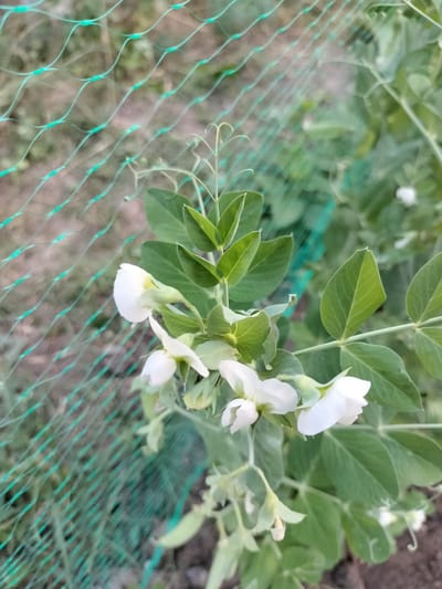 This media file shows a close-up view of a pea plant in bloom, with delicate white flowers and green leaves. The plant is growing near a green mesh fence, which partially obscures the background. The background consists of blurred foliage and soil, suggesting an outdoor garden setting. Some of the pea pods are also visible, indicating that the plant is in its reproductive stage. The focus is on the flowers, highlighting their intricate structure and delicate petals. The lighting suggests it might be daytime, possibly late afternoon or early morning given the soft light. There is no text visible in the image. The overall impression is one of natural beauty and the growth cycle of a plant. The location is identified as Kudashivka, Ukraine.