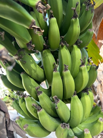 A close-up photograph captures a large cluster of unripe, green bananas (Musa acuminata) hanging from a plant, located in La Pedrera, Spain. The bananas are uniformly light to medium green, presenting a smooth, firm texture, and are densely arranged in multiple hands. Each individual fruit features a distinct, dark, shriveled perianth remnant at its distal end and is connected by a short stem. Natural daylight illuminates the scene, creating variations in green tones and subtle surface highlights. The background is intentionally blurred, depicting indistinct green foliage and dry, brown organic matter, consistent with the immediate environment of a banana plant.