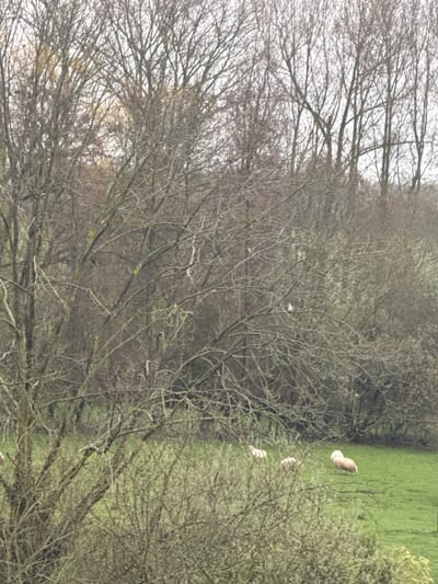 This image depicts a natural outdoor environment in Tielrode, Belgium, under overcast daylight conditions, suggesting late autumn, winter, or early spring. The foreground is occupied by a large, bare deciduous tree with numerous branches, which partially obscures the left and central lower portions of the frame. Two small, white avian subjects are visible perched on its upper branches. Below this tree, a dense layer of leafless bushes extends across the lower segment of the image. In the midground, a vibrant green grass field is present. Three white sheep are positioned on this field: one is to the left-center, another slightly to its right, and a third, appearing larger, is further right and marginally closer to the viewer. The sheep appear to be standing or grazing. The background features a dense treeline composed of numerous bare deciduous trees and bushes, extending horizontally across the frame. No human presence or artificial structures are discernible.