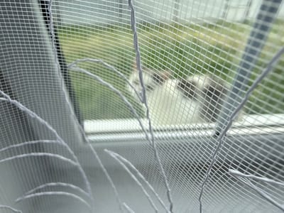 The image is a close-up shot of a damaged white mesh screen, possibly a window screen or a mosquito net, seen from the inside looking outwards. The mesh is partially torn and pulled in several places, revealing strands that have been separated from the main weave. Through the mesh, a blurred background is visible, consisting of green foliage and what appears to be a light-colored structure, possibly a building or a fence. In the further background, indistinct shapes suggest a presence, but they are too out of focus to be identified. The lighting suggests it is daytime. The scene is domestic and does not contain any elements that can be specifically located in Tuishevo, Russia.