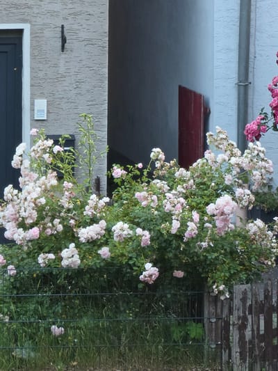 A dense cluster of pink and white roses is growing on a vine that is climbing up a wall and over a fence. The roses are in full bloom, with many small, delicate flowers. The vine is lush and green, with many leaves. In the background, there is a wooden fence and some grass. The scene is bathed in natural light, suggesting it is daytime. The image appears to be taken from a slightly low angle, looking up at the roses. The overall impression is one of natural beauty and abundance. There is no visible text in the image. The location context of Höxter, Germany, hints at a European setting.