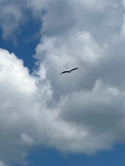A single white stork with black wingtips is captured in mid-flight against a cloudy sky. The stork's wings are fully extended, and its body is positioned horizontally. The sky is a mix of blue patches and various shades of white and gray clouds. The lighting suggests it is daytime. The image is taken from a low angle looking upwards. The specific location within Буркоўскі сельскі Савет, Belarus cannot be determined from the visual information provided.