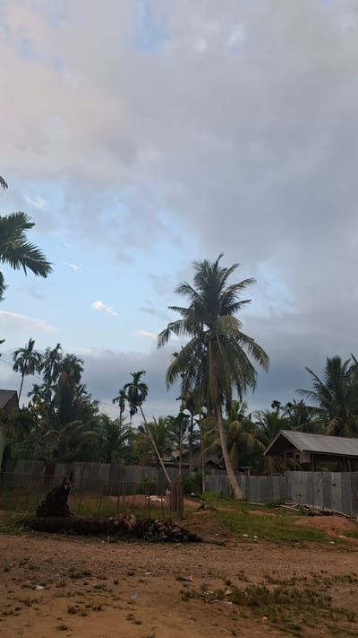 A landscape scene depicts the outskirts of Grong-grong, Indonesia, under a cloudy sky. The foreground consists of a dirt path with sparse grass and some scattered debris, including a fallen, large palm tree trunk lying horizontally on the ground to the left. Behind the path, a galvanized metal fence runs across the middle ground, separating it from a grassy area with more debris, including cut wood. Several houses with metal roofs are visible behind the fence, nestled amongst numerous palm trees of varying heights. The most prominent tree is a tall coconut palm tree positioned slightly right of the center, its fronds reaching towards the sky. The sky itself is a mix of light blue with patches of white and grey clouds, suggesting an overcast or pre-storm atmosphere. The overall impression is one of a rural, tropical setting.