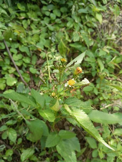 The image displays a close-up, slightly overhead view of a flowering plant within a natural environment in Cibeureum, Indonesia. The central subject is a herbaceous plant with green, serrated leaves, some exhibiting minor brown discoloration or signs of damage. Multiple small, composite flower heads are present; some are fully open with bright yellow disc florets and white ray florets, while others appear as developing yellow buds. The plant's stems are light green to brown. The background consists of densely packed, out-of-focus green ground cover, composed of various low-lying plants, with some areas showing patches of darker earth or dried vegetation. No human or animal subjects are visible. The scene is illuminated by natural, diffuse daylight.