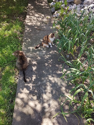 Two cats are on a concrete path in Assinovskaya, Russia. One cat, with brown and black tabby markings, faces away from the camera, its tail visible. The other cat, a calico with white paws, sits facing the viewer near a garden bed of green plants. The path is bordered by grass on one side and a garden area with rocks and plants on the other. Sunlight filters through the trees, casting shadows on the path.