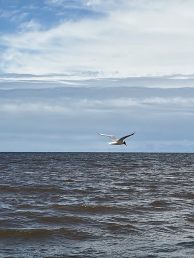 A lone seagull is captured in mid-flight above a dark, rippling body of water. The bird is predominantly white with black markings on its wings and head. It is positioned slightly to the right of the frame, with its wings outstretched as if gliding. The water occupies the lower half of the image and appears calm with small waves. The horizon line is clearly defined, separating the water from the sky. The sky above is a mix of pale blue and white clouds, with layers of wispy and more solid formations creating a sense of depth. The overall atmosphere is serene and natural, suggesting an outdoor environment, likely a coastal area. The location is identified as Bātciems, Latvia.