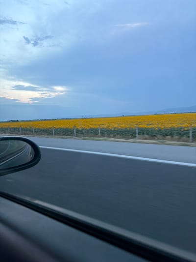 The image captures a view from a vehicle traveling along a highway in Загорци, Bulgaria. The primary subjects are a vast field of sunflowers stretching along the left side of the road, a highway with a white dividing line, and the sky. The field of sunflowers is dense and vibrant, showcasing a sea of yellow blooms. Beyond the field, a distant landscape with rolling hills is visible under a clear blue sky. The right side of the image shows the dark asphalt of the highway and the interior of the car, including a portion of the side mirror. The time of day appears to be late afternoon or early evening, with sunlight casting a warm glow on the clouds and the horizon. The weather is clear with some wispy clouds. The overall scene evokes a sense of travel and the beauty of rural Bulgarian landscapes. There is no visible text in the image.