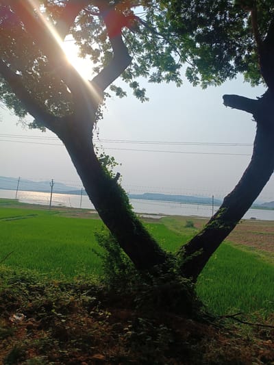The image depicts a rural scene, likely in the vicinity of Kothacheruvu, India. A large, mature tree dominates the foreground, its trunk splitting into two major branches that frame a view of a body of water, possibly a lake or reservoir, reflecting sunlight. Beyond the water, a distant shoreline is visible with low-lying hills. Lush green rice paddies are present on the near side of the water, adjacent to the tree. Overhead power lines stretch across the scene. The tree trunk is partly covered in vines and foliage. The lighting suggests it is either early morning or late afternoon, with the sun shining through the branches of the tree. The overall impression is one of a peaceful, agricultural landscape.